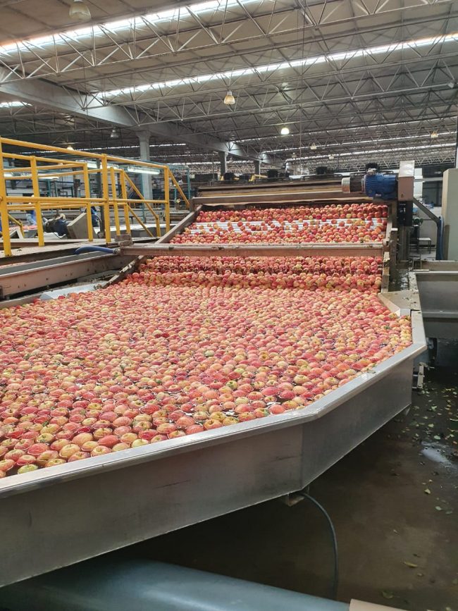 Produção de maçãs Schio